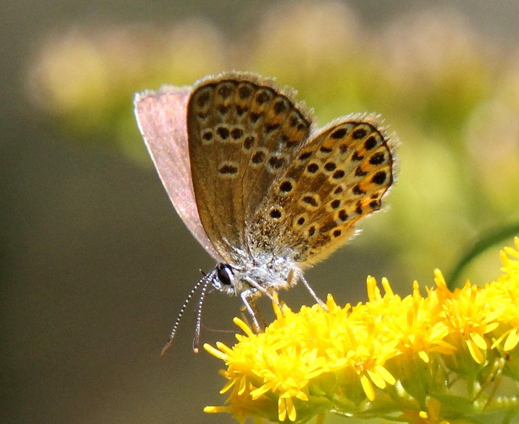 Femmina di Plebejus idas o argus?   Plebejus argus